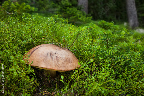 A large Porcini mushroom (Boletus edulis) growing in Medicine Bow National Forest, Wyoming, USA.