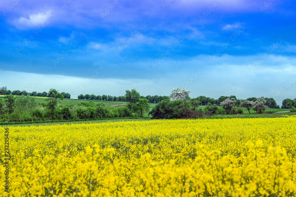 Yellow seed field in springtime