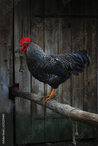 portrait of a rooster