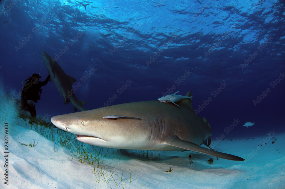 Fototapeta premium Lemon sharks at Tiger Beach, Bahamas