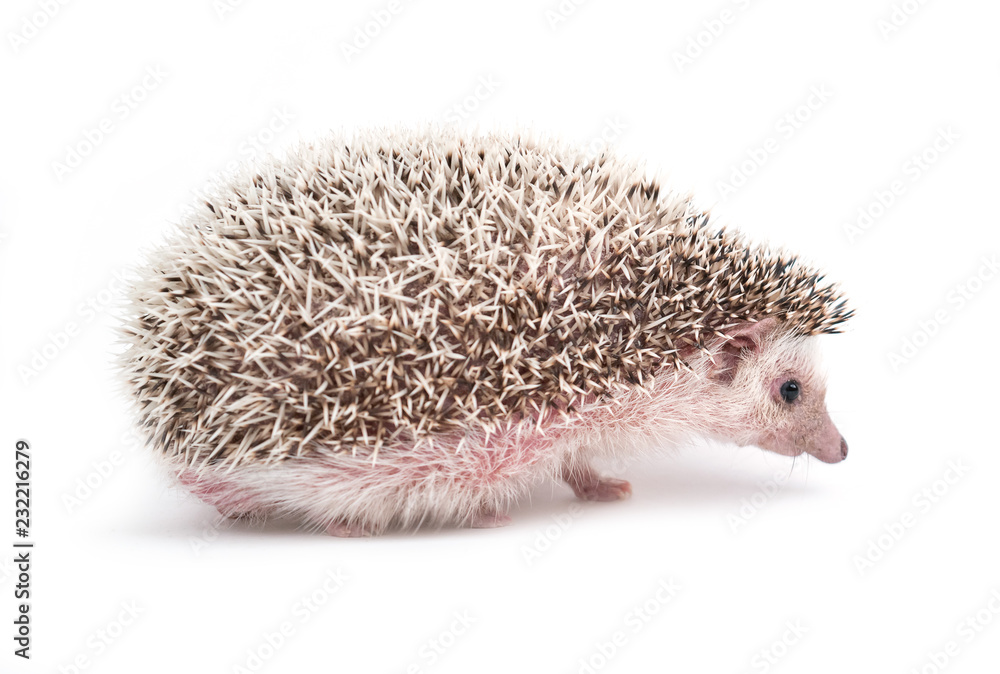 Obraz premium hedgehog isolated on white background