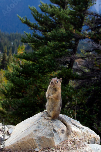 squirrel on tree