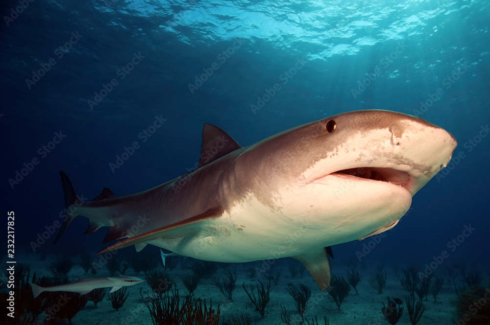 Fototapeta premium Tiger Shark