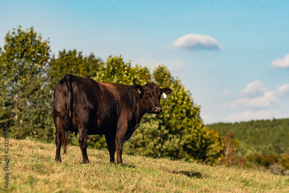 Angus heifer on a hillside Angus heifer on a hillside