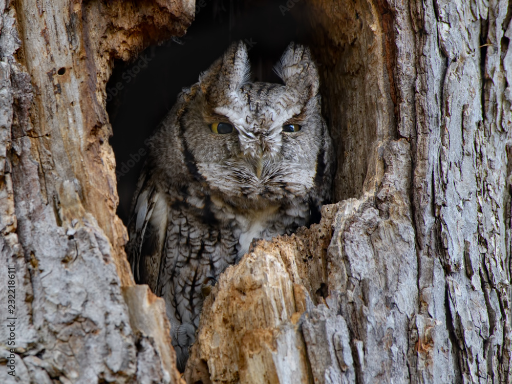 Eastern Screech Owl Resting in Hollow of a Tree Trunk Eastern Screech Owl Resting in Hollow of a Tree Trunk