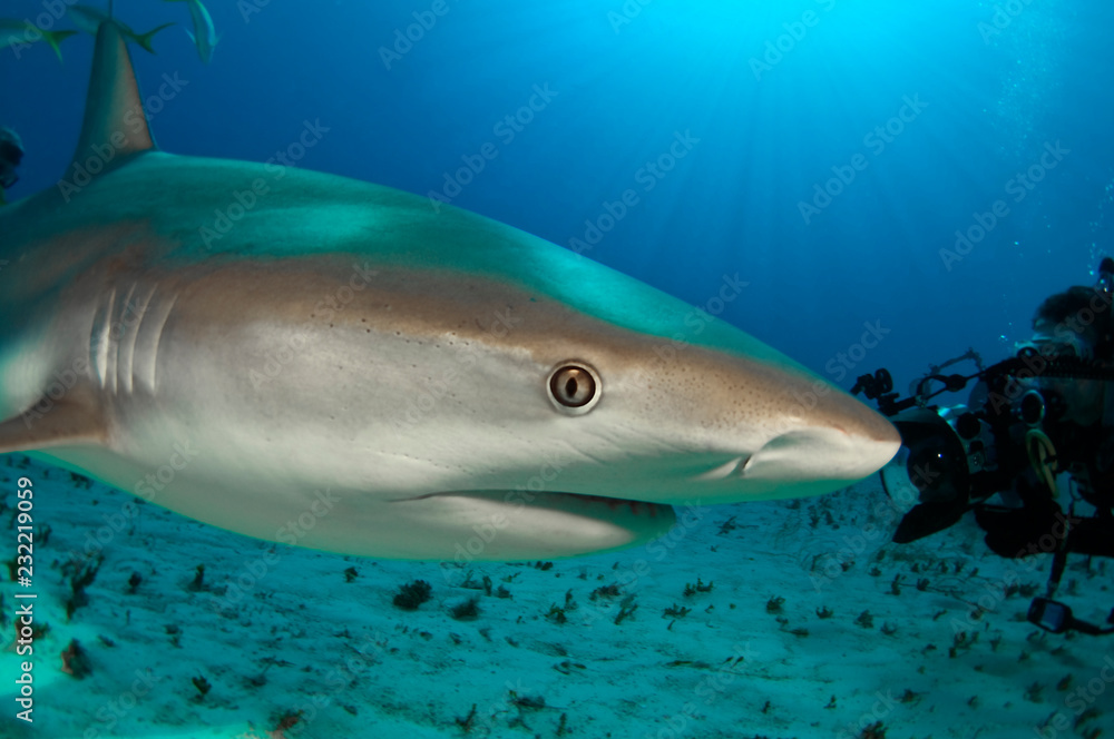 Fototapeta premium A close up of a Caribbean reef shark.