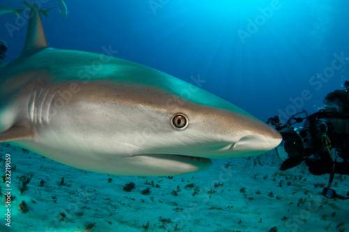 A close up of a Caribbean reef shark.