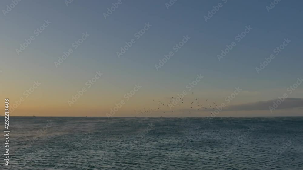 group of seagulls group of seagulls