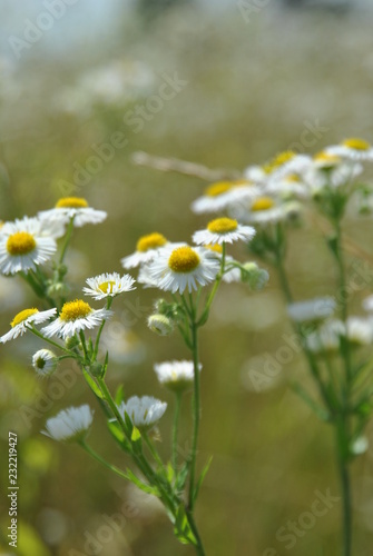 field of daisies