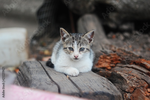 cat on a fence