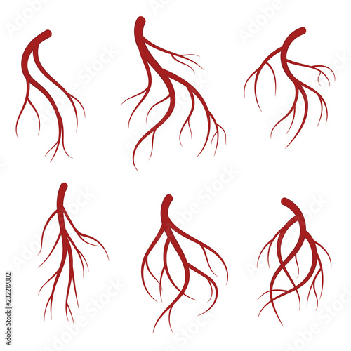 Human veins, red blood vessels realistic vector medical illustration