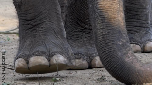 Asian elephant (Elephas maximus) feet