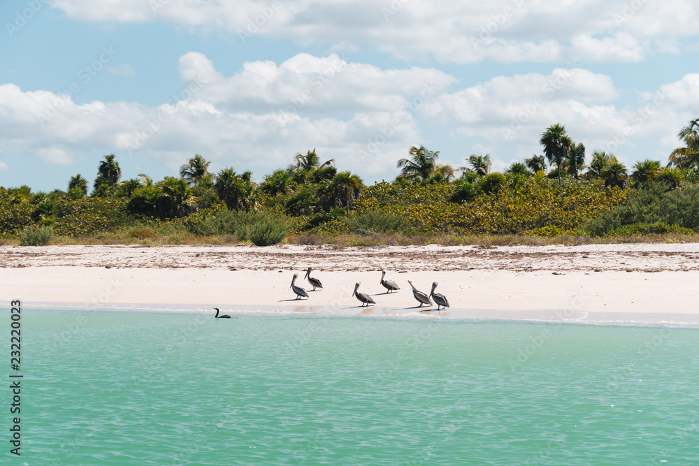 Obraz premium Holbox Beach Paradise Mexico Pelican