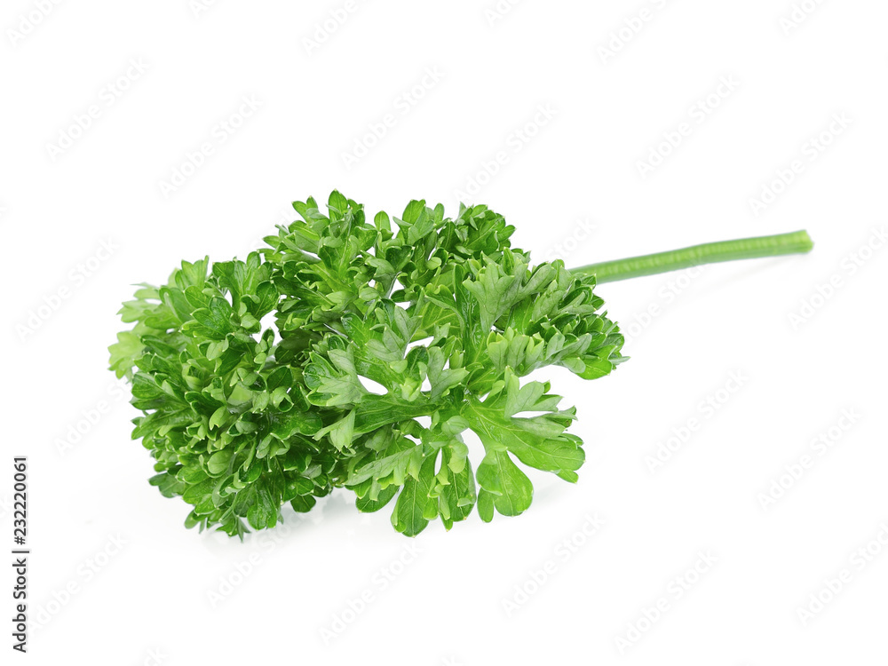 fresh green parsley vegetable isolated on a white background fresh green parsley vegetable isolated on a white background