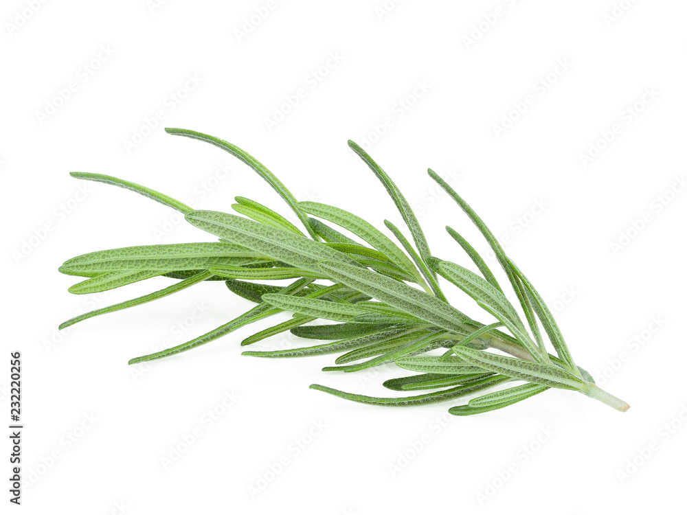 rosemary isolated on white background