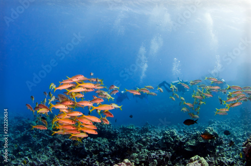 Photography A school of goat fish on Pnnicale Point Maui