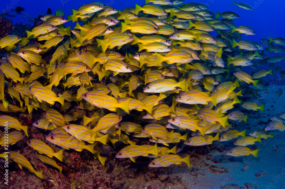 A large school of blue striped snappers at Hawaiian Reef A large school of blue striped snappers at Hawaiian Reef