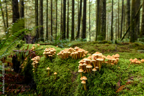 Lush vegetation, thick underbrush and fungi colony on giant tree trunk in the Golden Ears Provincial Park, British Columbia, Canada