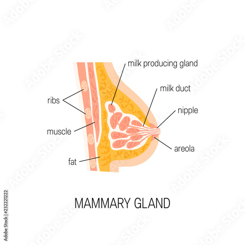 7312825 Vector diagram of mammary gland photo