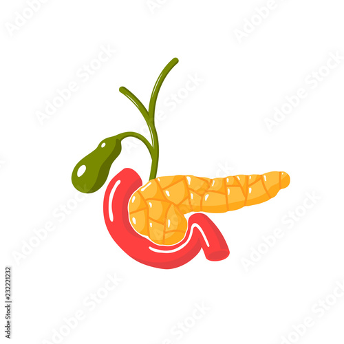 Medical diagram of pancreas, vector illustration