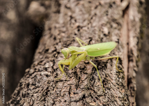 Mantis on a log acacia. Mantis looking at the camera. Mantis insect predator.
