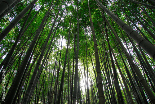 Arashiama Bamboo Forest