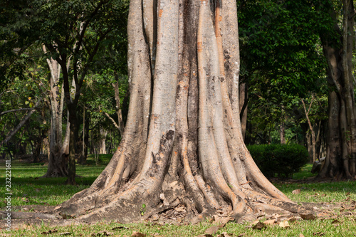 Big tree roots spreading out beautiful in the tropics. The concept of care and environmental protection.