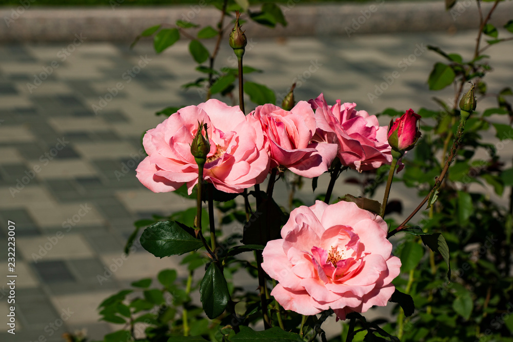  розовые розы
