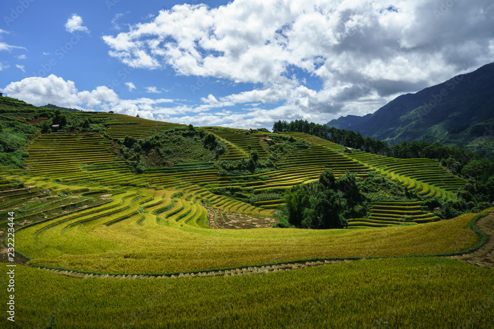 Terraced rice field in harvest season with white clouds and blue sky in Mu Cang Chai, Vietnam.