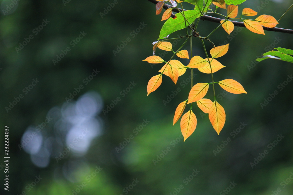 Obraz premium Bright yellow leaf with bokeh background