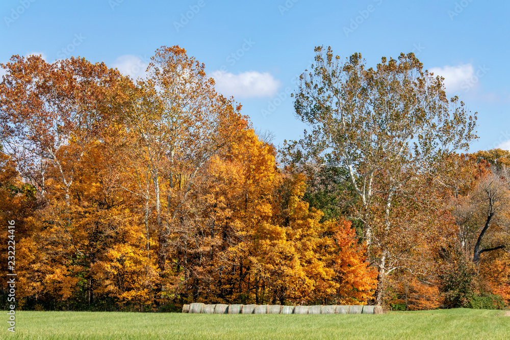 Rolls of hay on the edge of a field are topped with colorful tall trees displaying beautiful fall foliage.