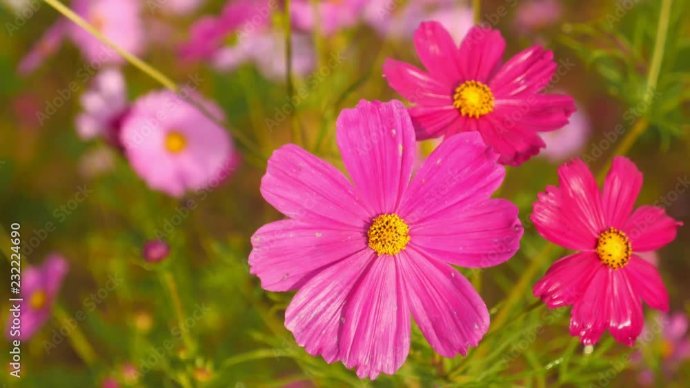 Cosmos flowers blooming in the garden Cosmos flowers blooming in the garden