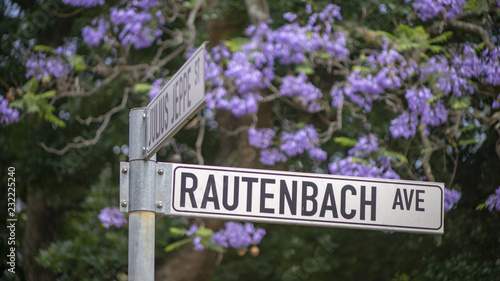 Jacaranda Trees on a street, Pretoria, South Africa