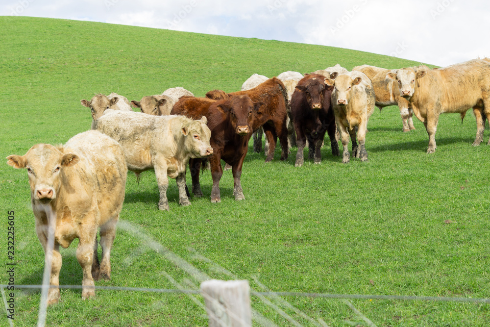 Obraz premium Cattle in field in rural New Zealand