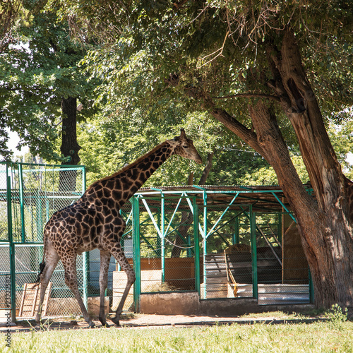 Canvas Print giraffe