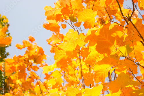 autumn leaves background