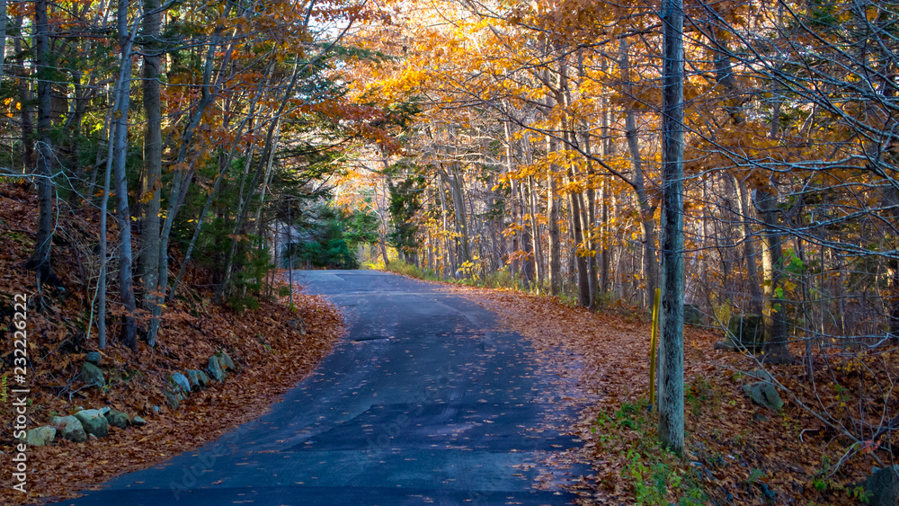 road in autumn forest