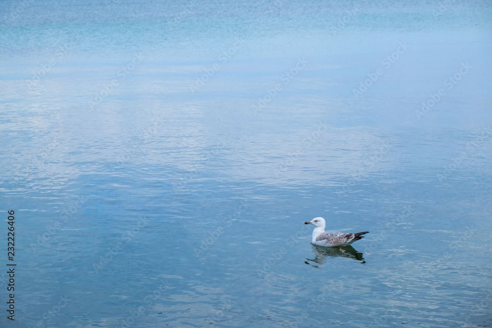 seagull floating in the sea