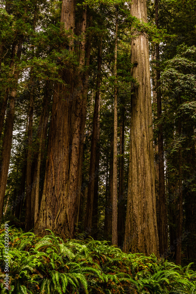 Fototapeta premium Redwoods