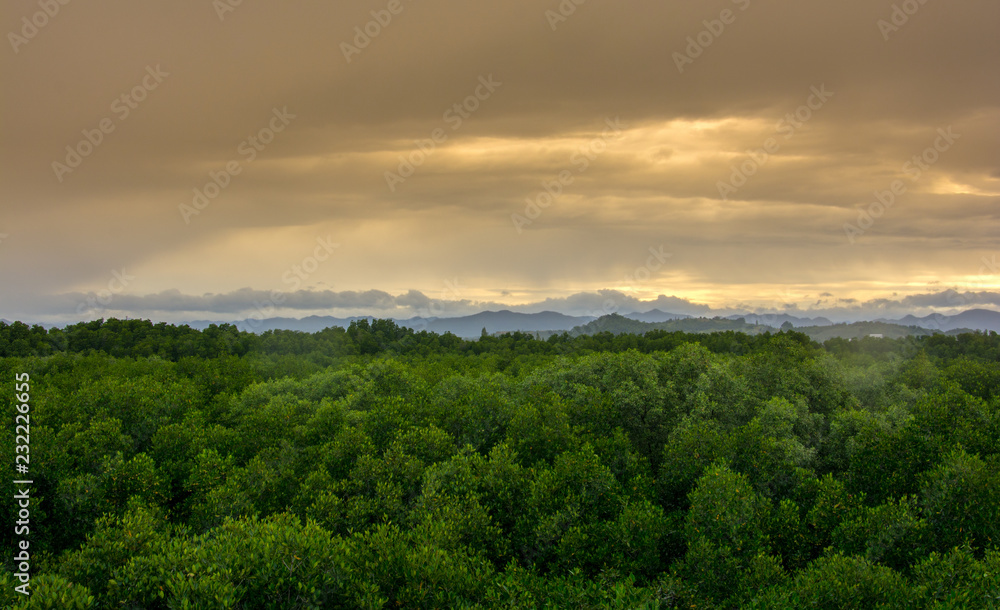Beautiful landscape view of evergreen mangrove forest and sunlight mountain in thailand.