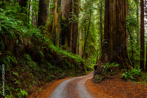 Redwoods