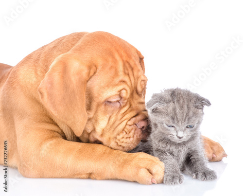 Playful bordeaux puppy sniffing kitten. isolated on white background