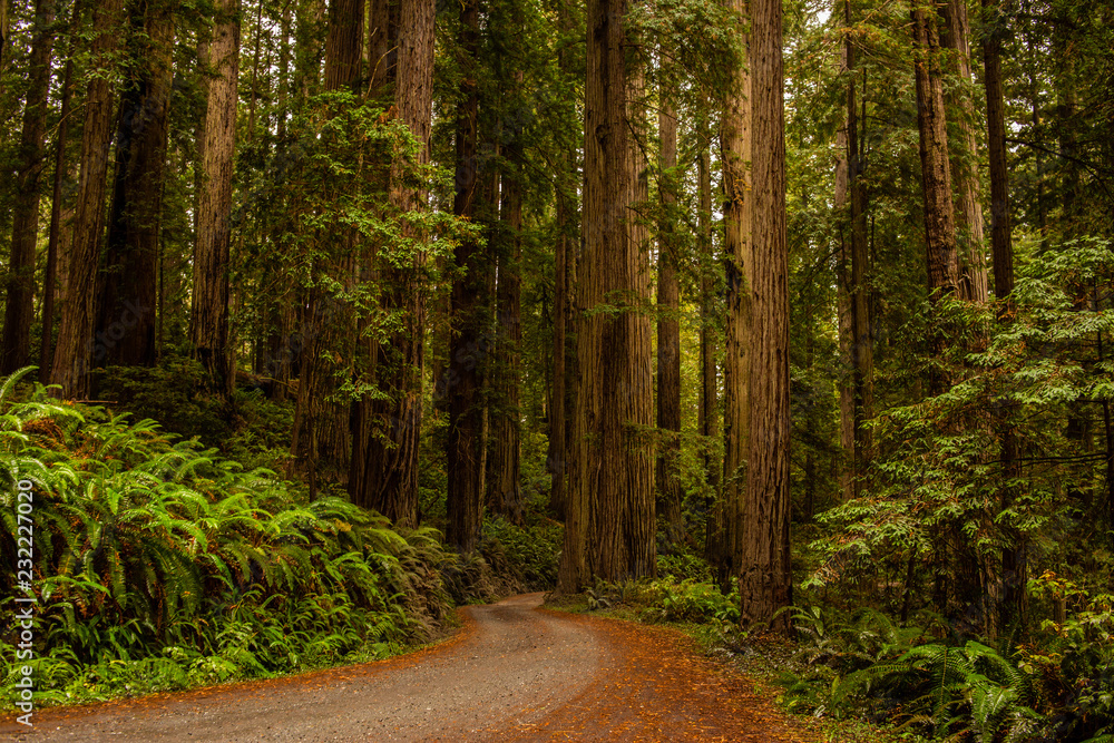 Obraz premium Redwoods