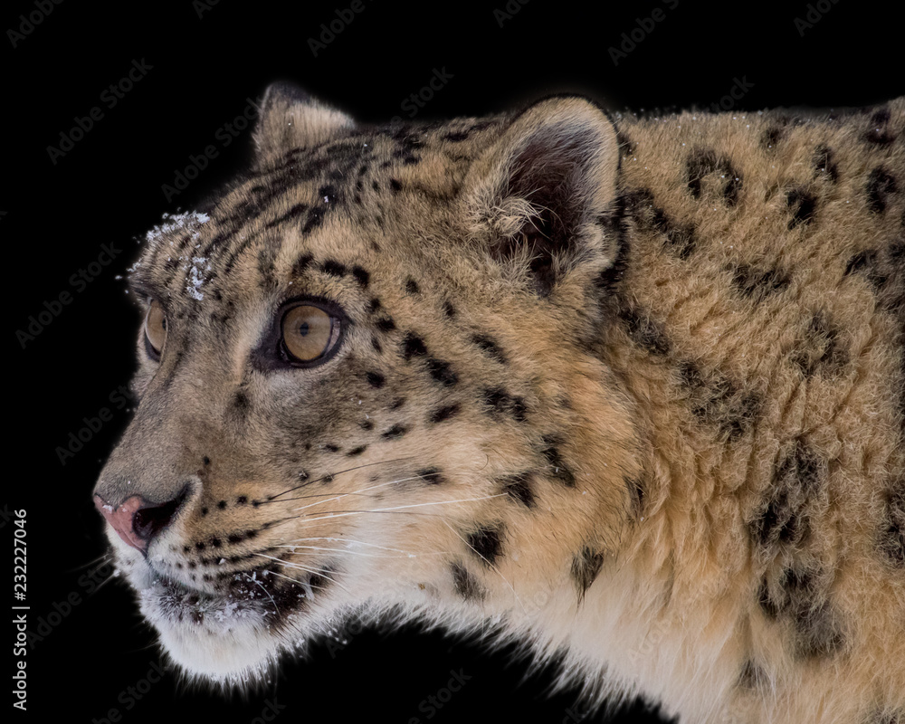 Obraz premium Portrait of Snow Leopard on Isolated Black Background