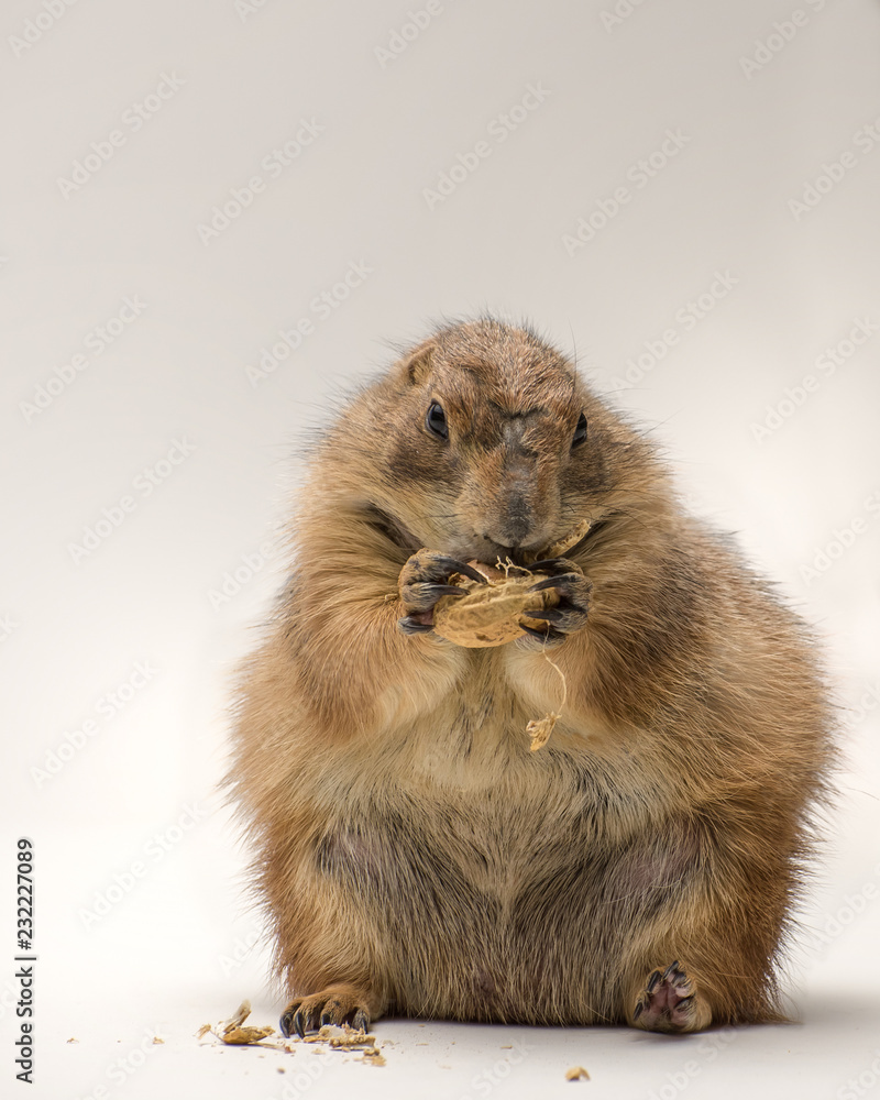Black-tailed Prairie Dog Isolated on White Background 2 Black-tailed Prairie Dog Isolated on White Background 2