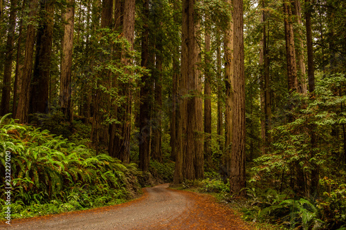 Redwoods
