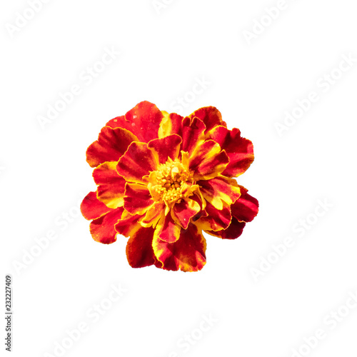 Dark orange African Marigold (Tagetes Erecta, Tagetes patula) flower isolated on white