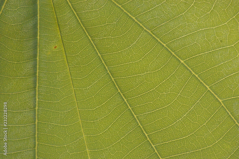 Obraz premium Close-up macro showing the intricate details of the veins and lines on native Australian Autumnal leaves