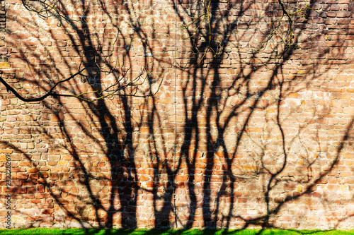 shadow of a tree on an old brick wall