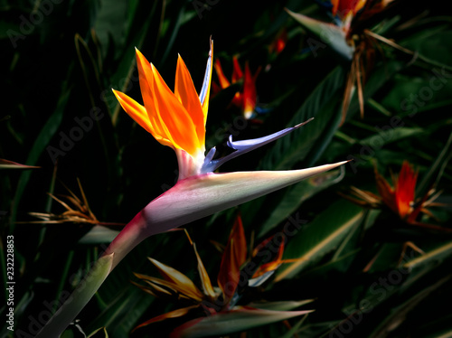 closeup of bird of paradise flower isolated against a dark colorful background